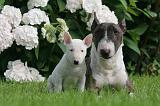 BULL TERRIER MINIATURE 161